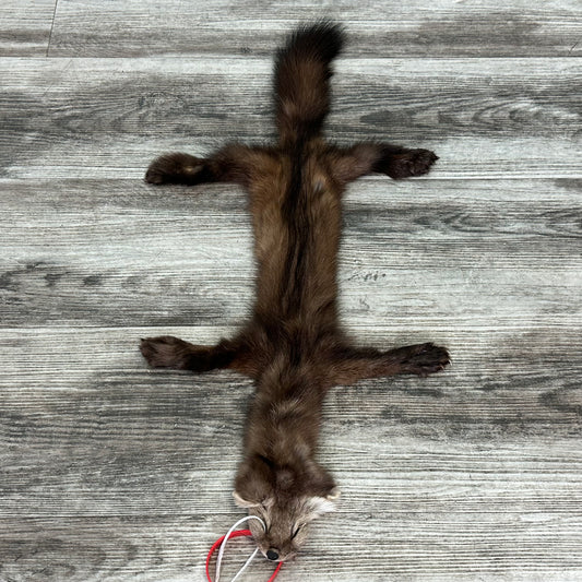 Peau - Martre #0001031