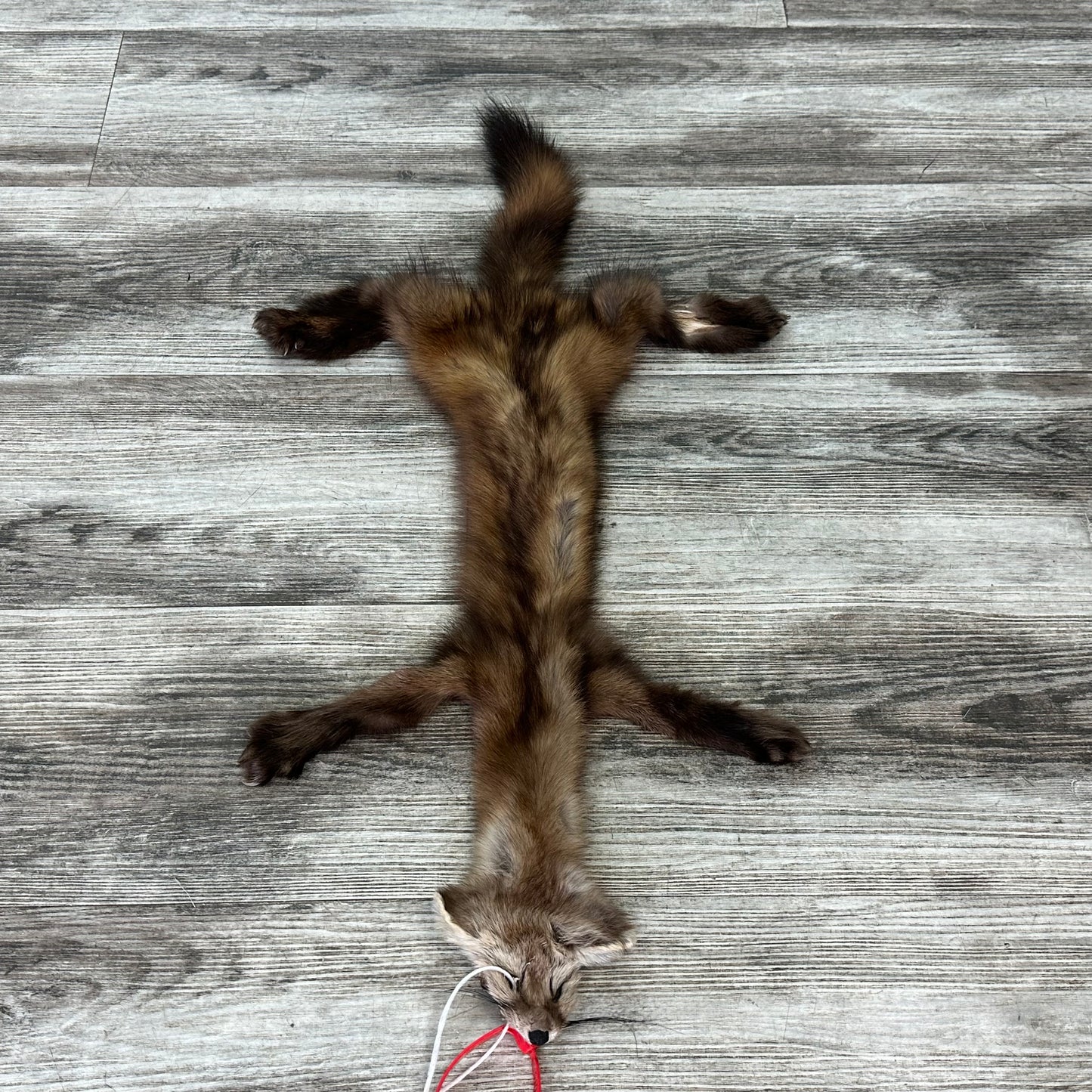 Peau - Martre #0001137