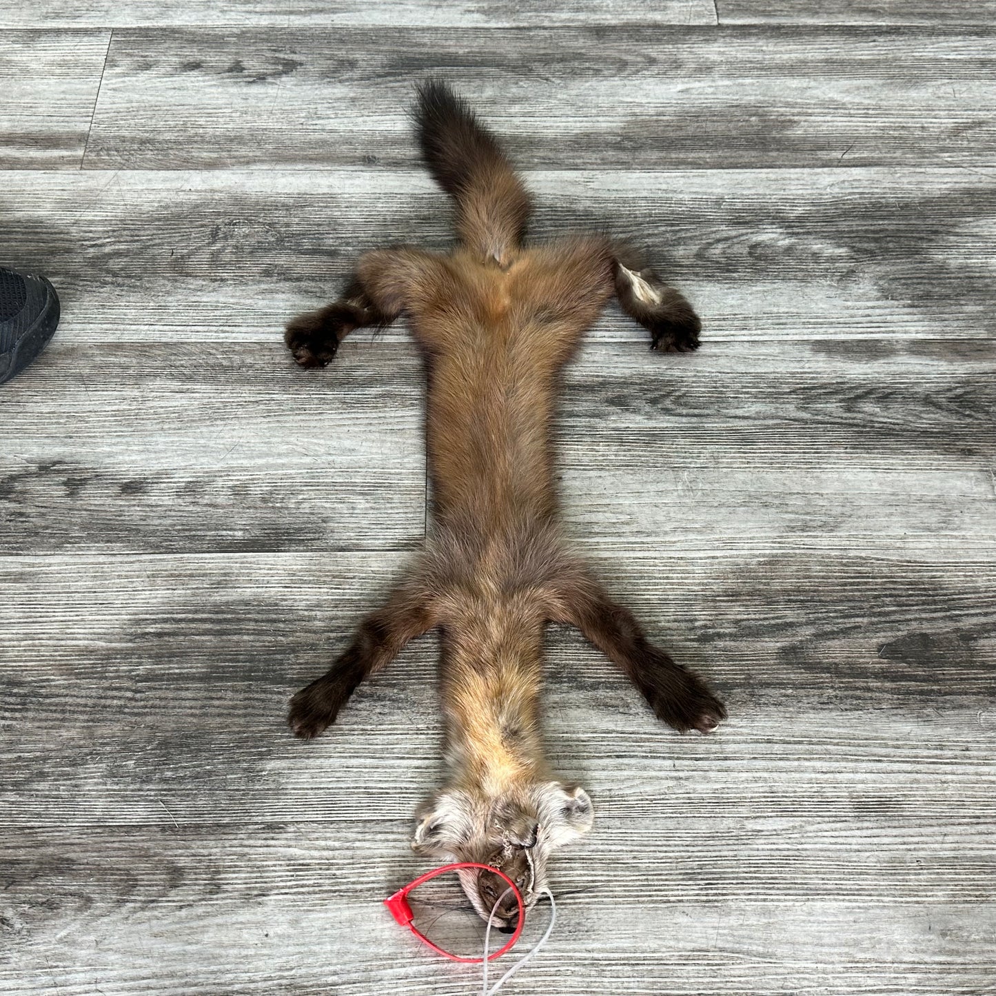 Peau - Martre #0001137