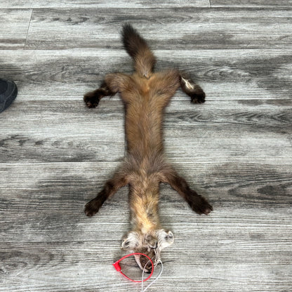 Peau - Martre #0001137