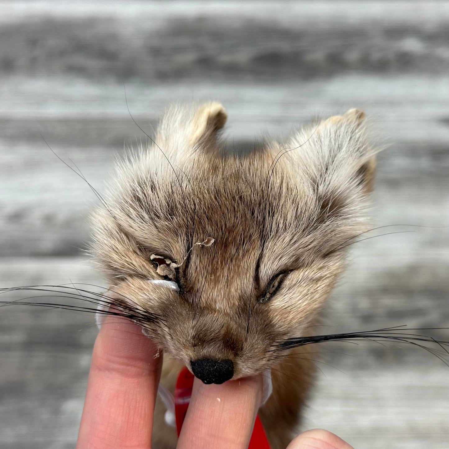 Peau - Martre #0001137