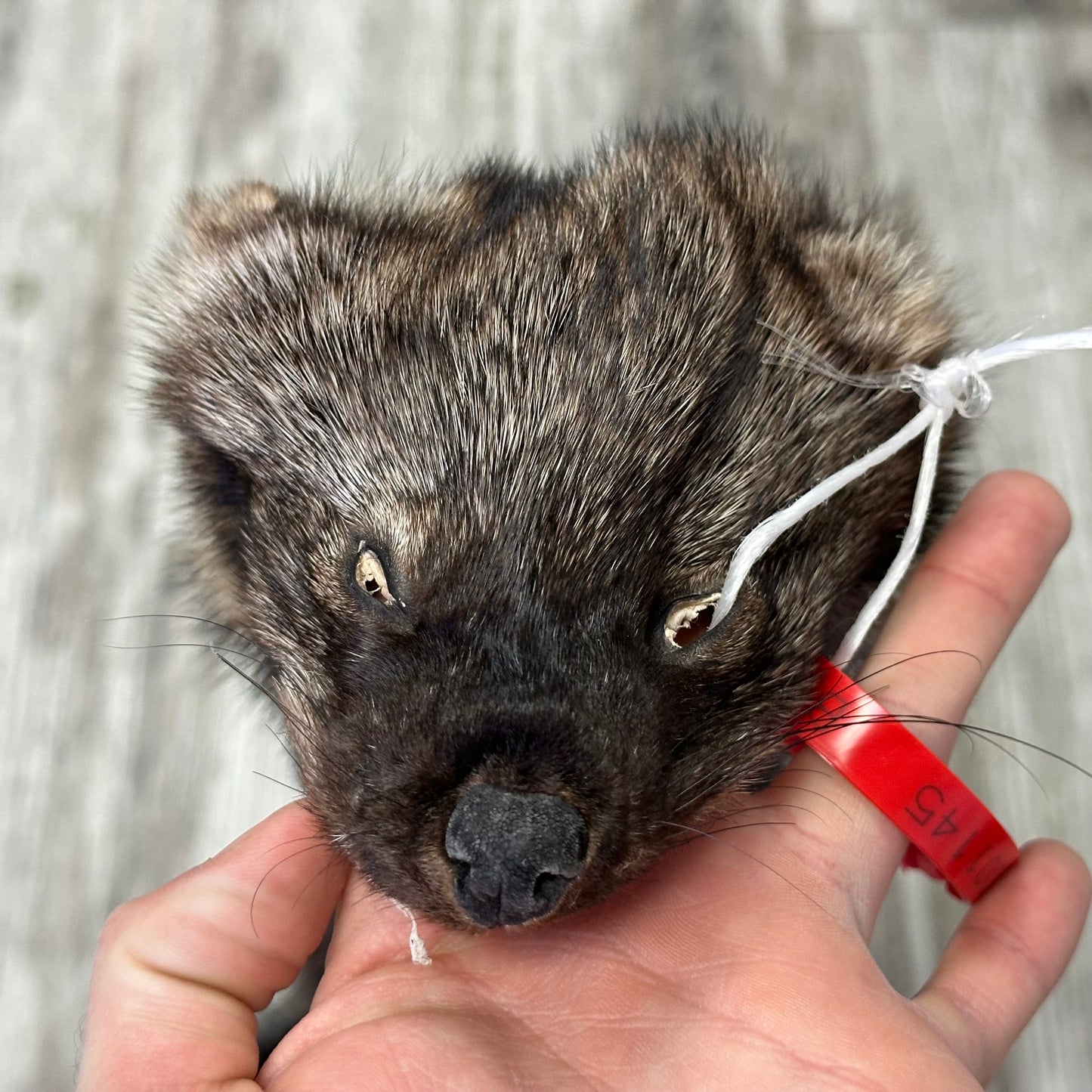 Peau - Pekan #0001145