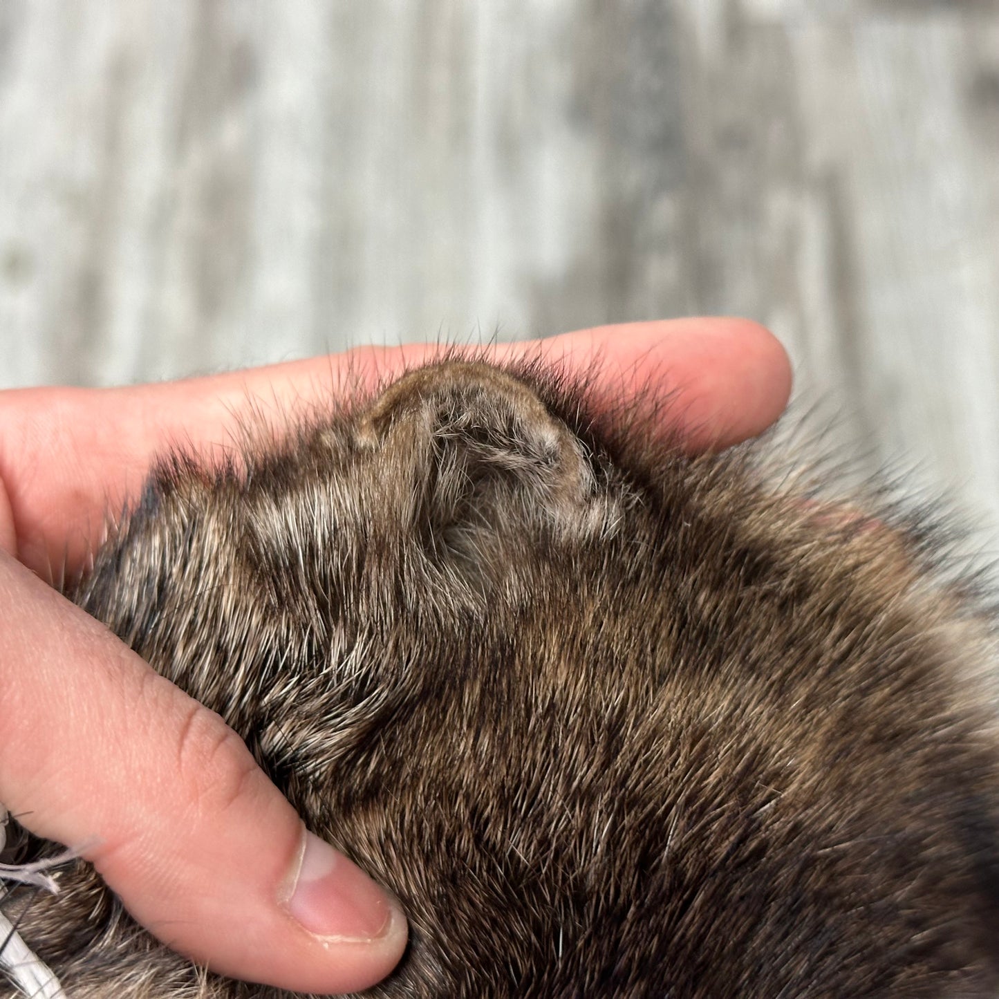 Peau - Pekan #0001145