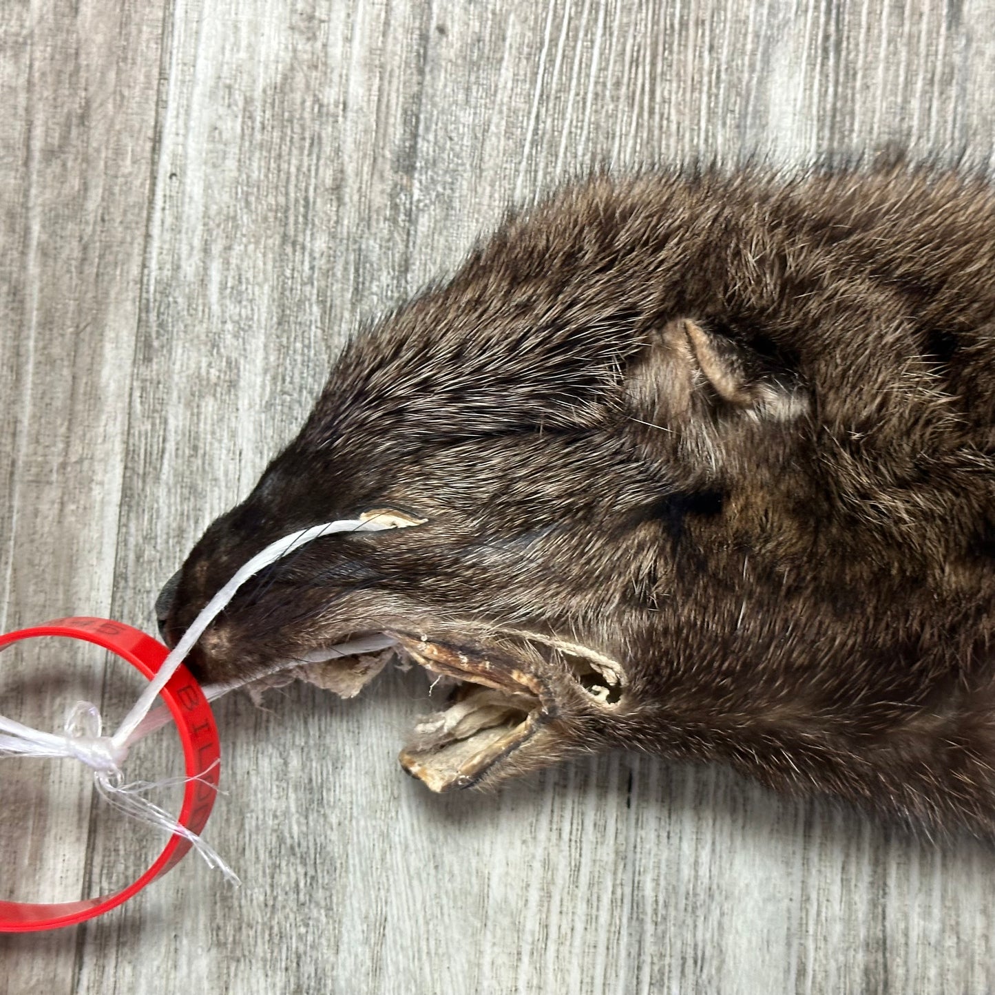 Peau - Pekan #0001145