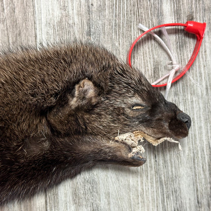 Peau - Pekan #0001145