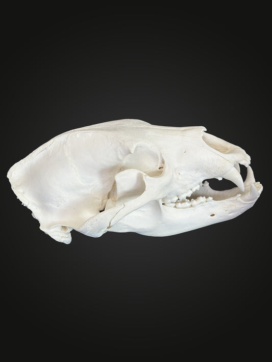 Skulls - Black Bear #0001152