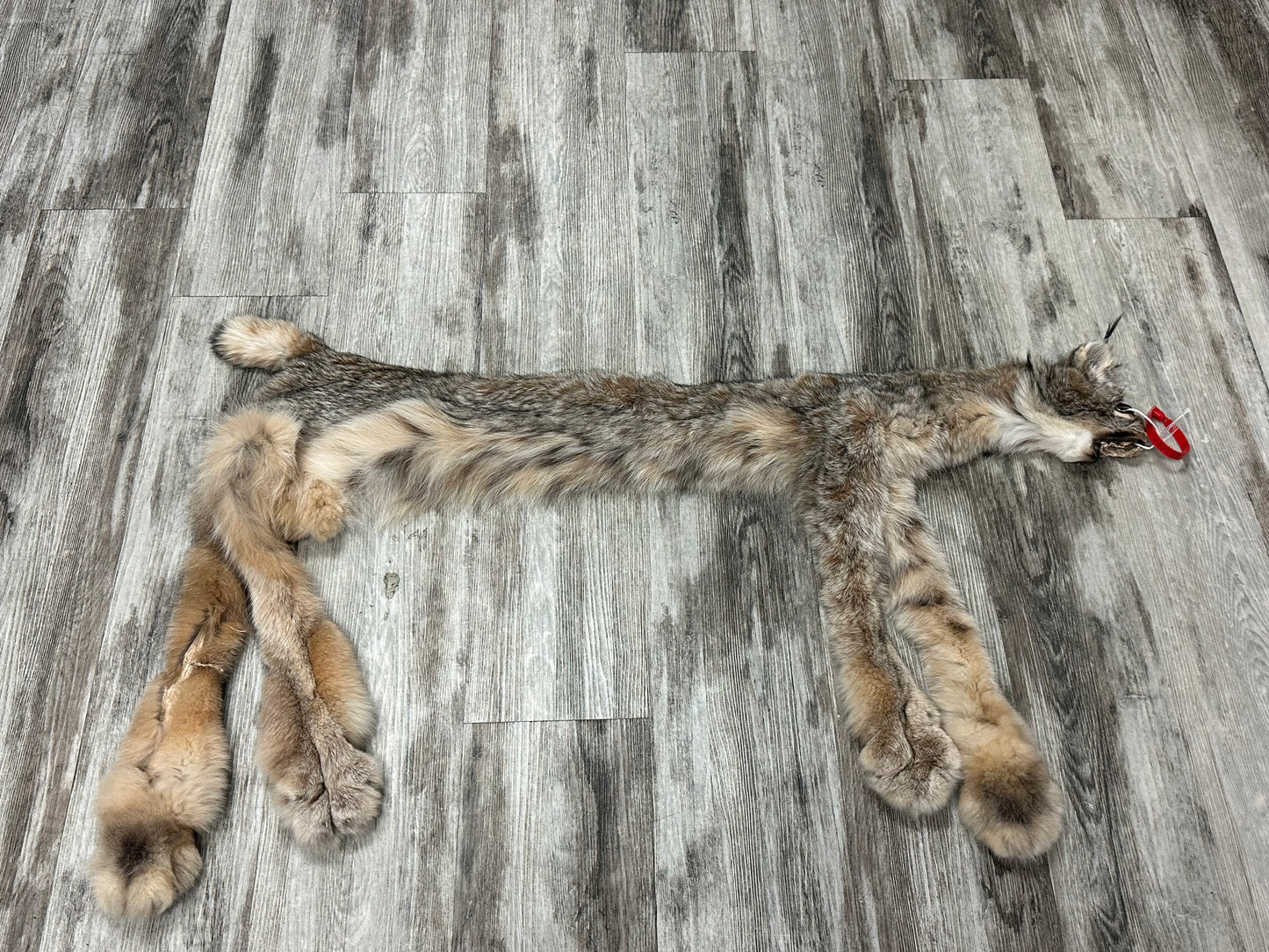 Peau - Lynx #0001154