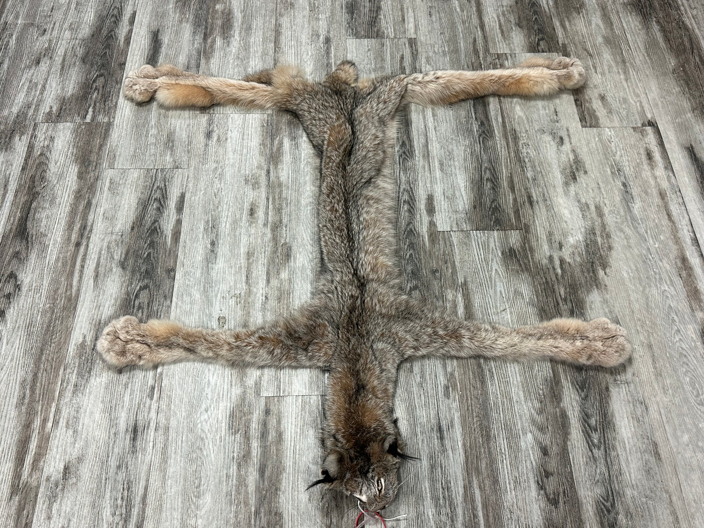 Peau - Lynx #0001154