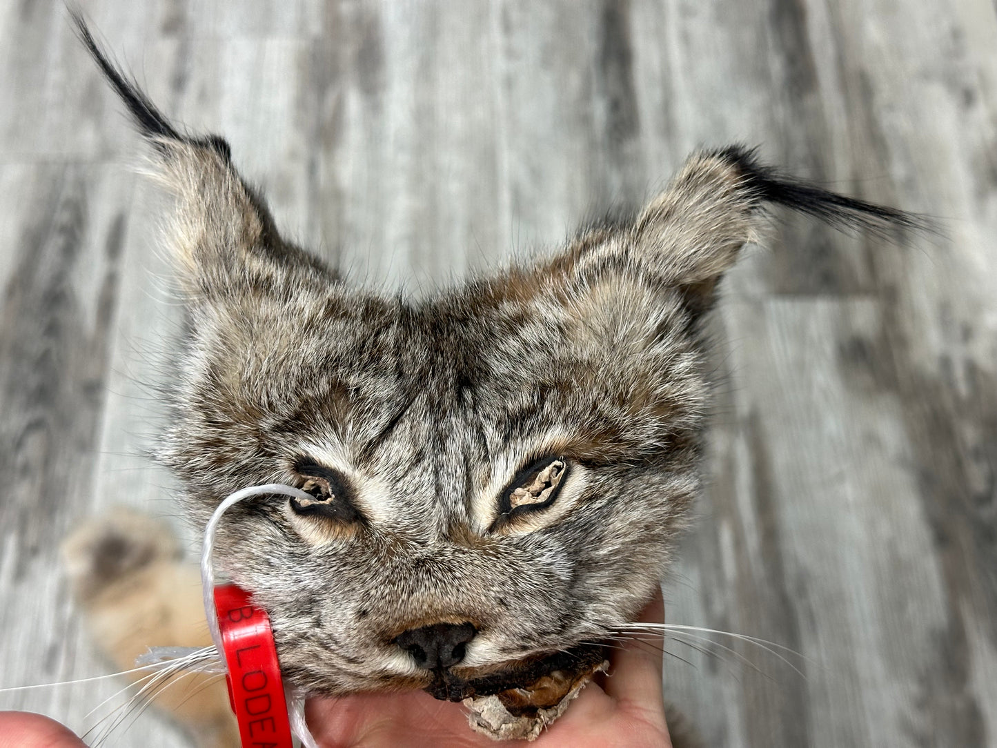 Peau - Lynx #0001154