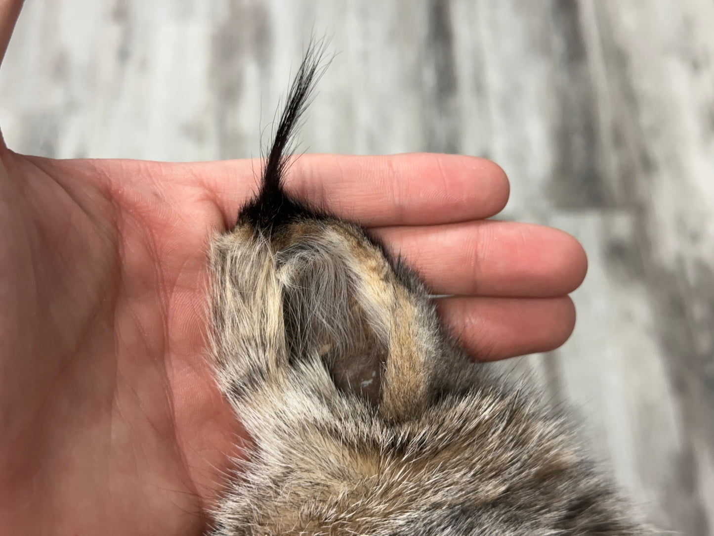 Peau - Lynx #0001154
