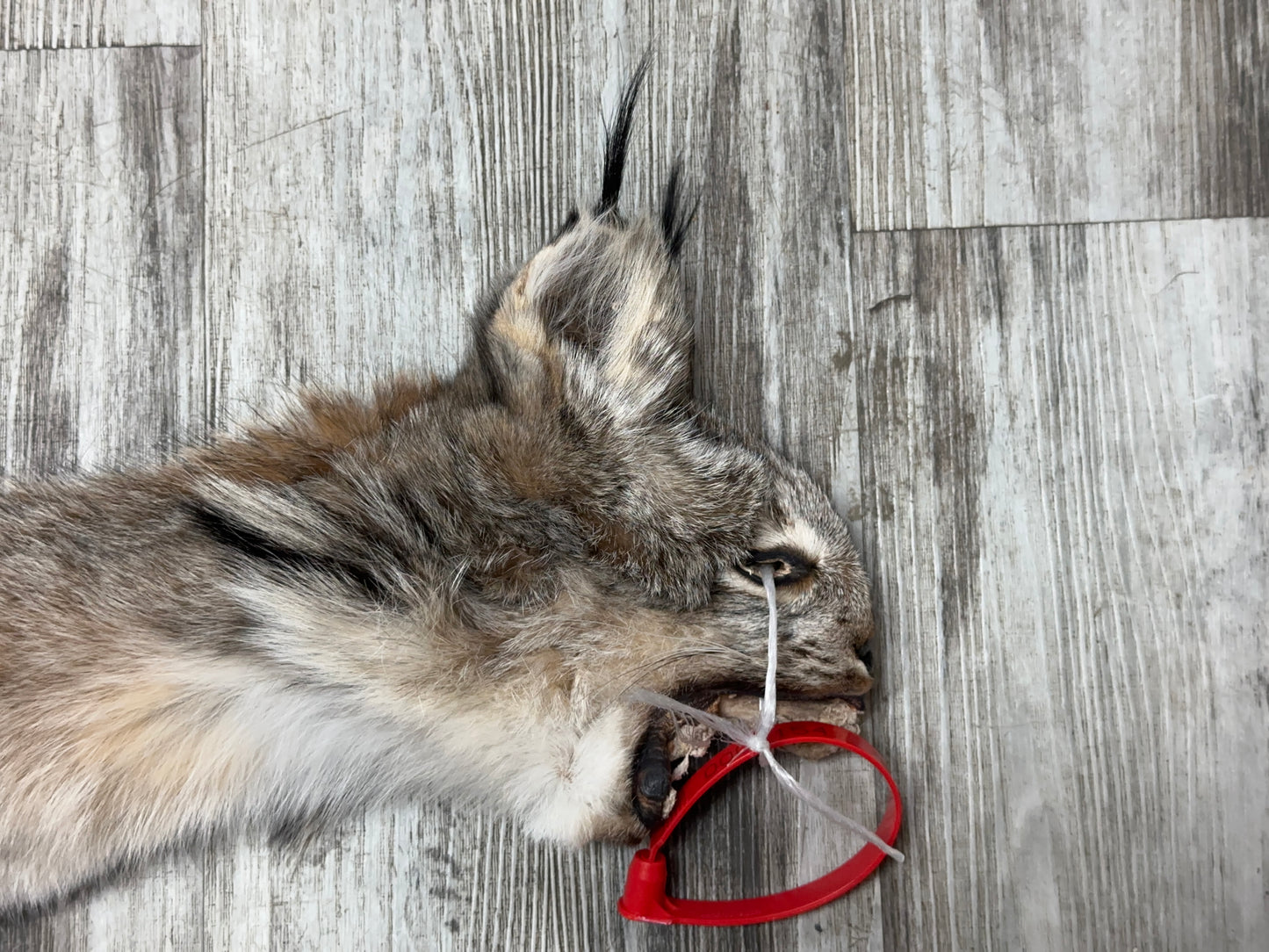 Peau - Lynx #0001154