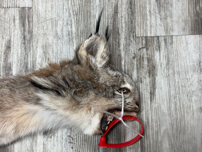 Peau - Lynx #0001154