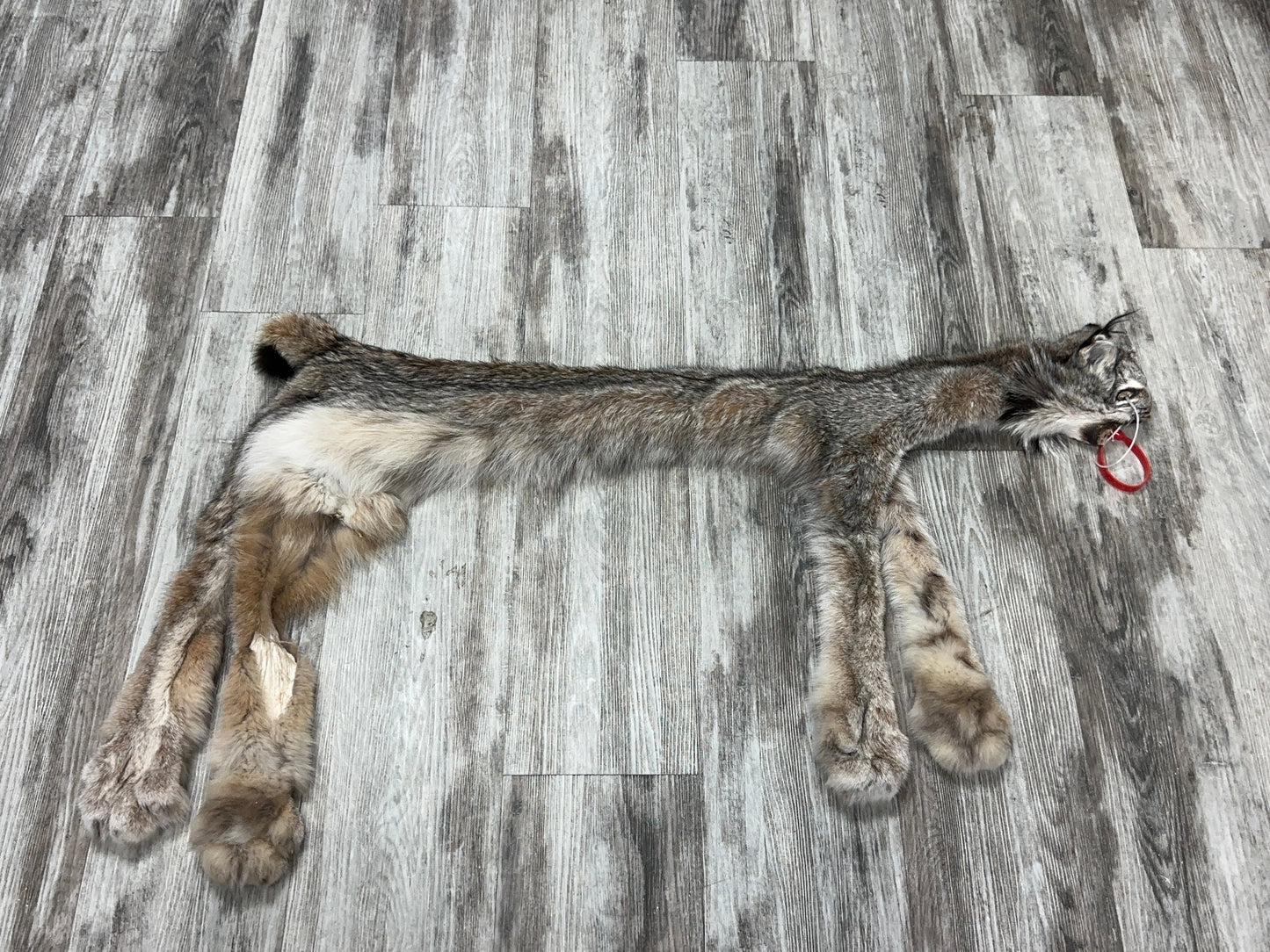 Peau - Lynx #0001158