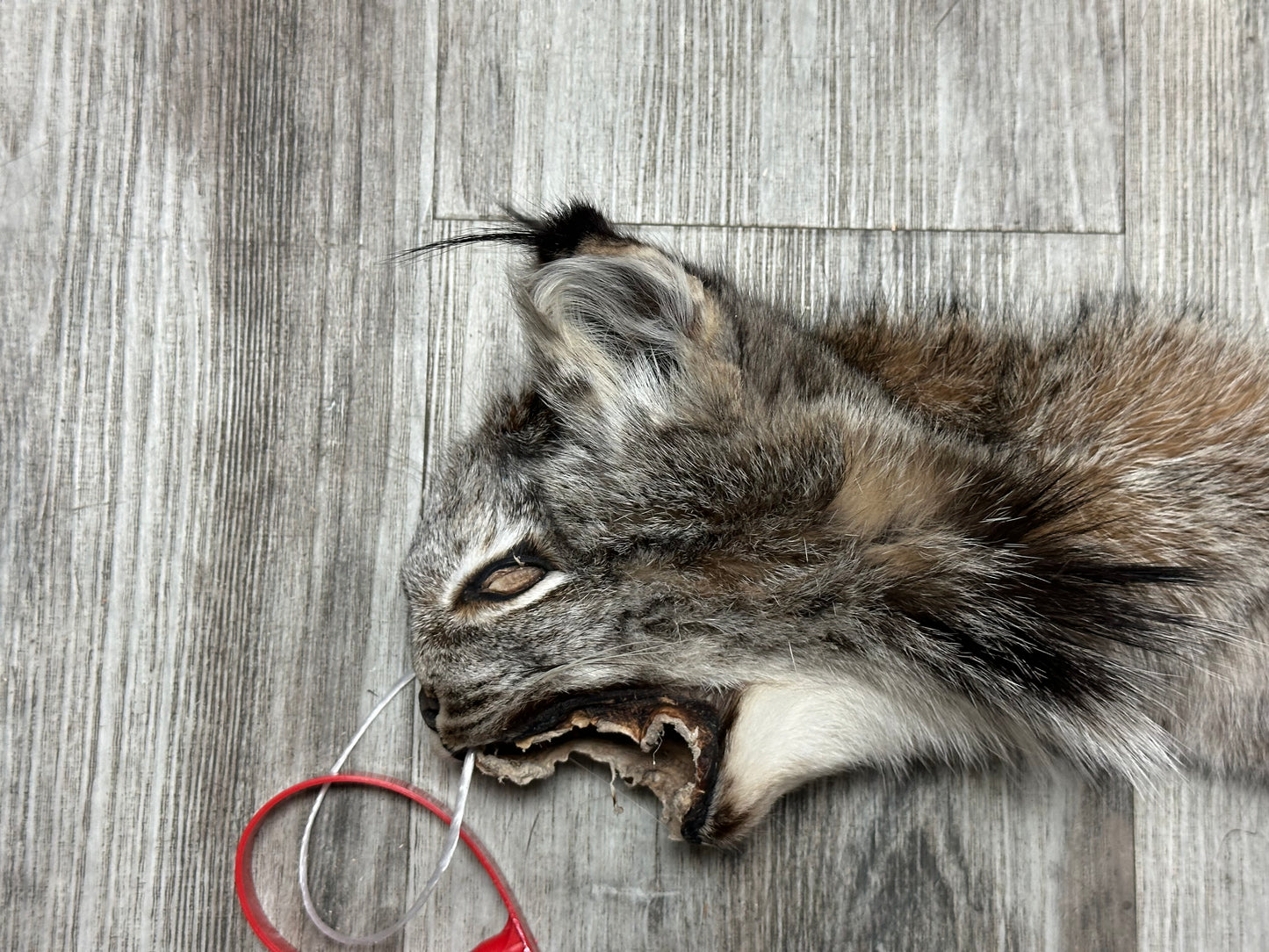 Peau - Lynx #0001158