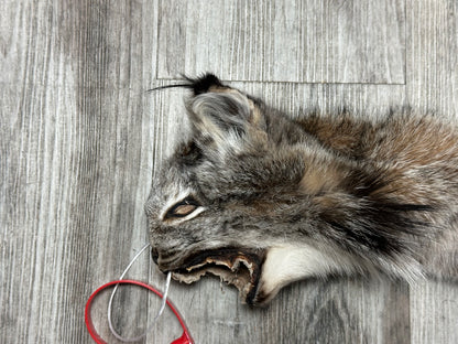 Peau - Lynx #0001158
