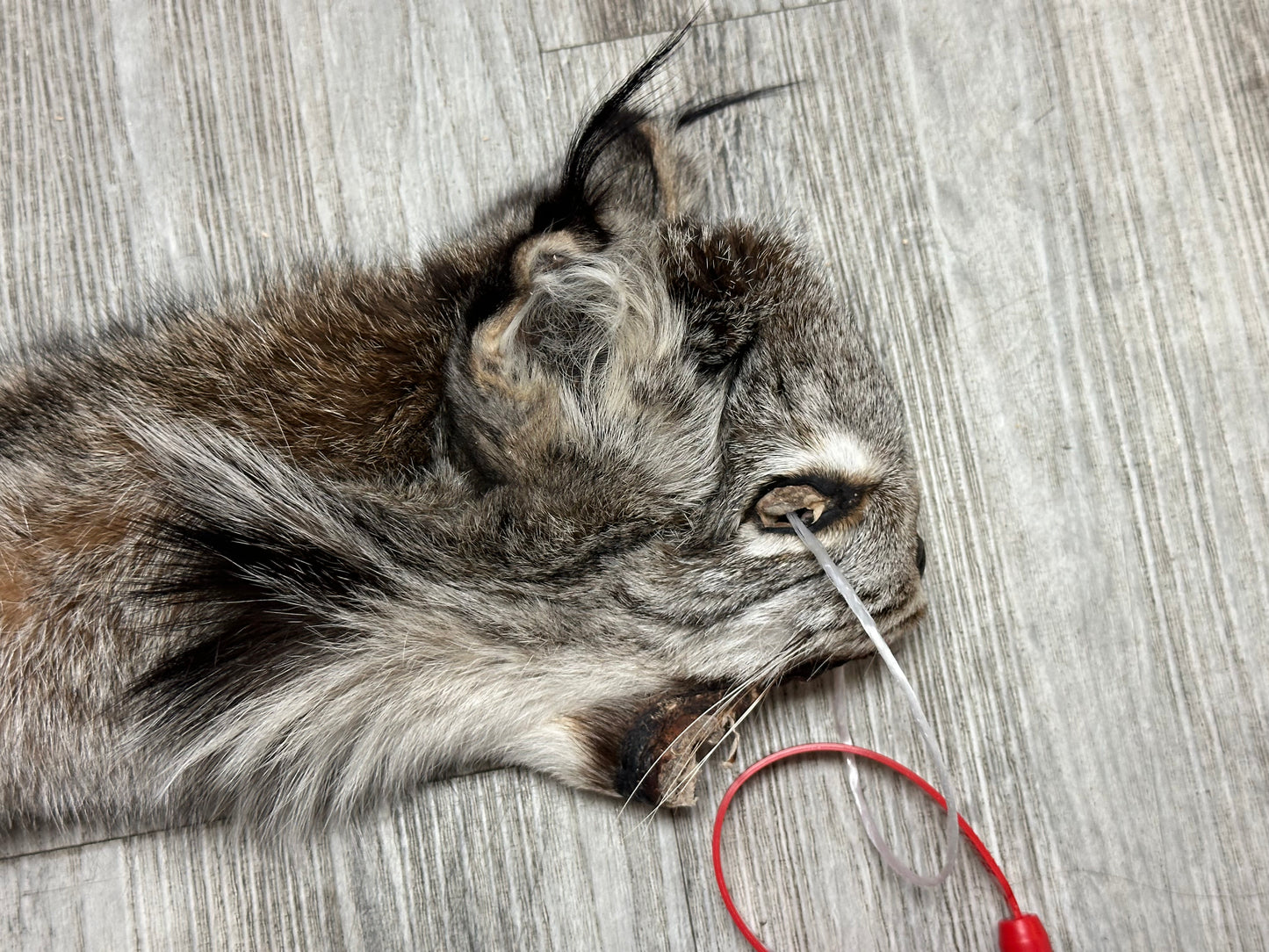 Peau - Lynx #0001158