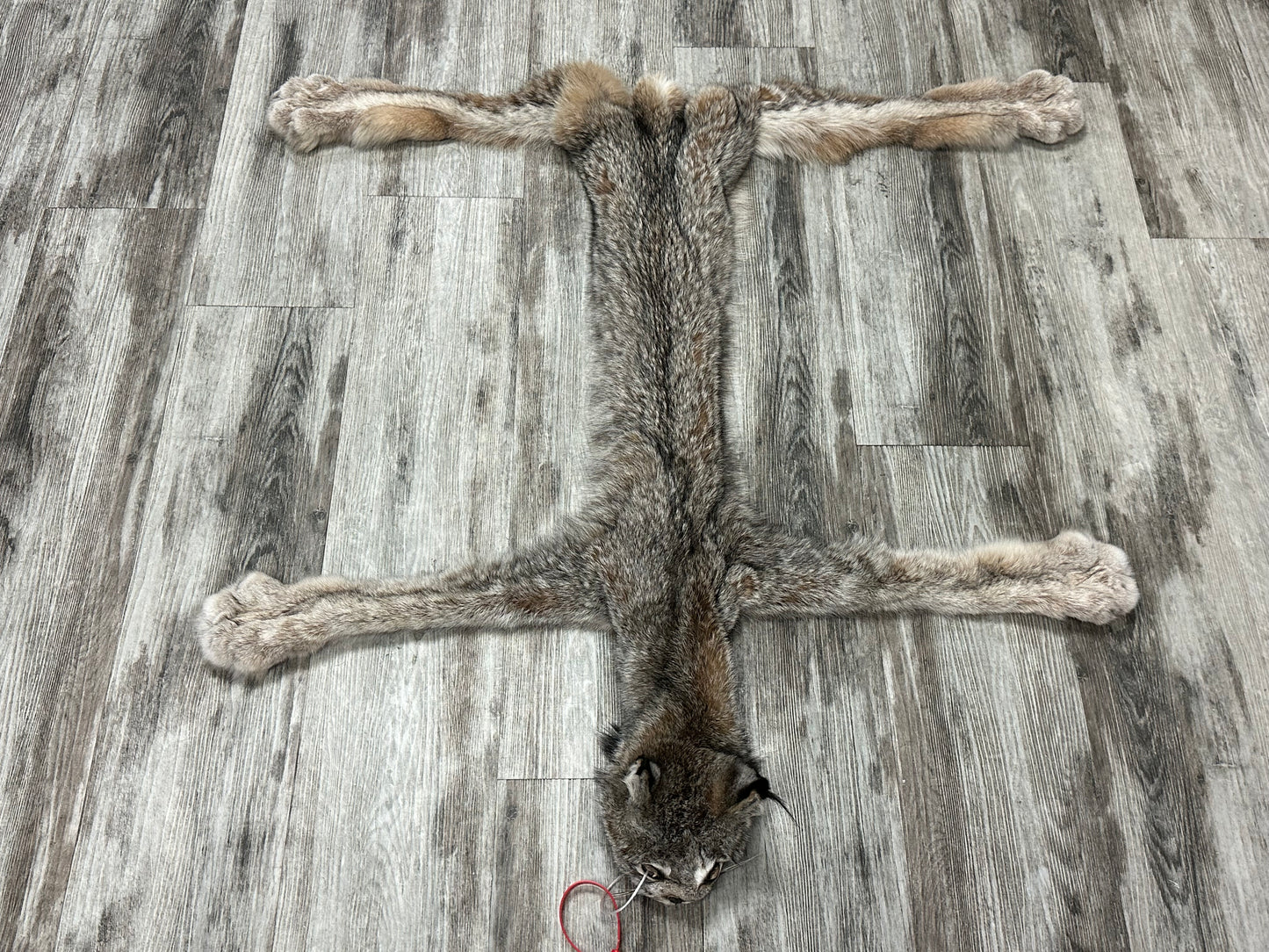 Peau - Lynx #0001158