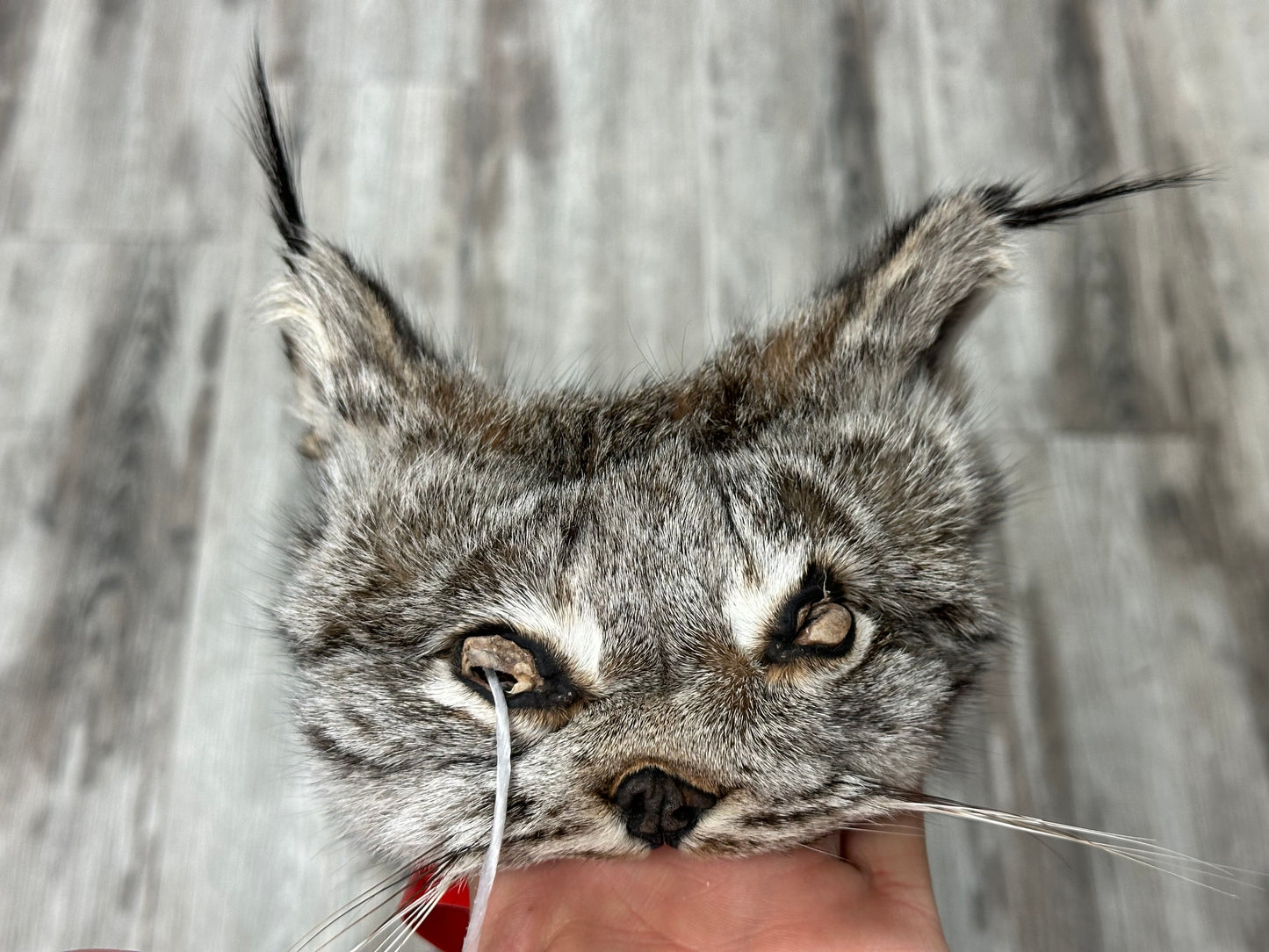 Peau - Lynx #0001158