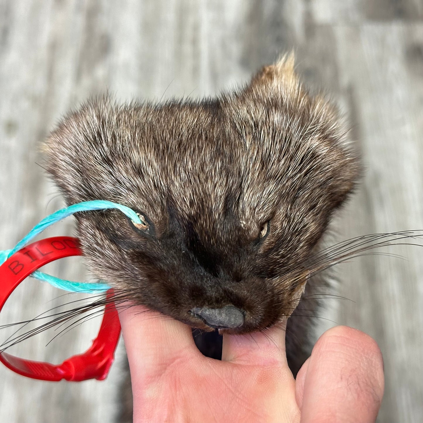 Peau - Pekan #0001159