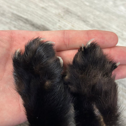 Peau - Pekan #0001159