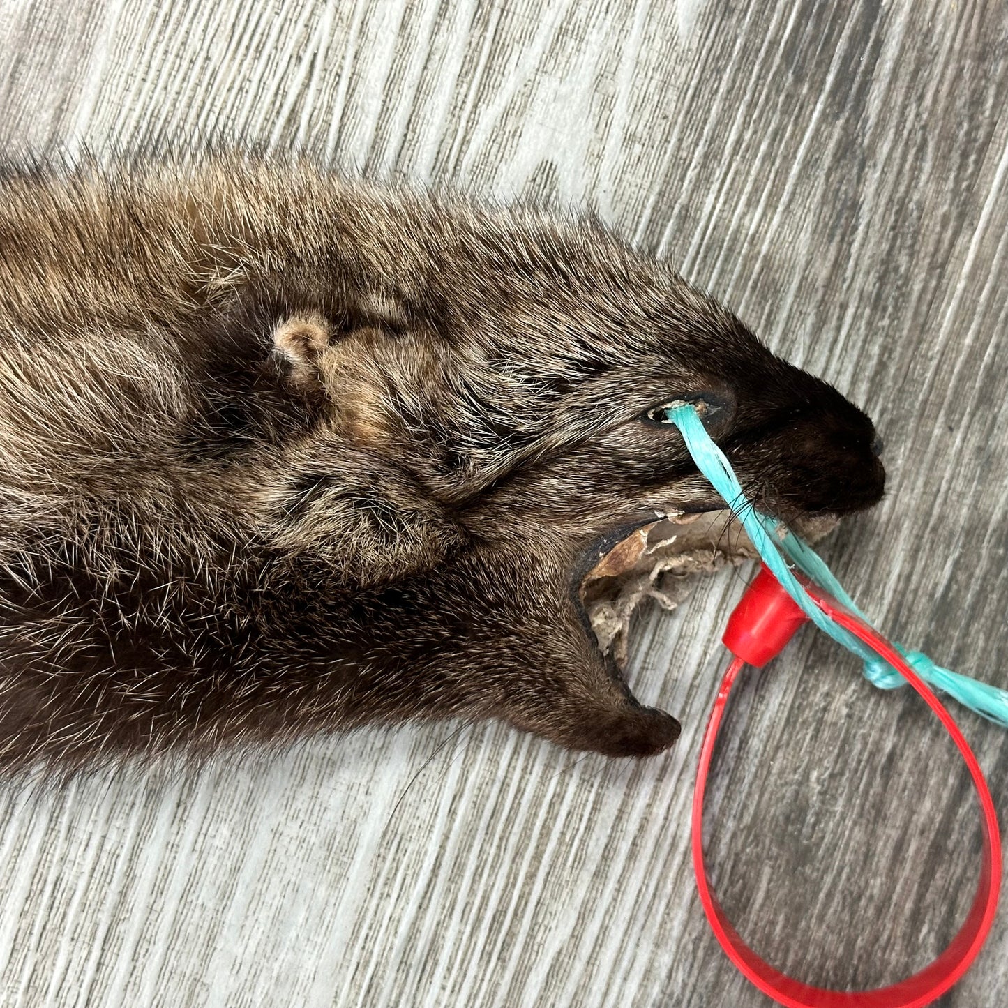 Peau - Pekan #0001159