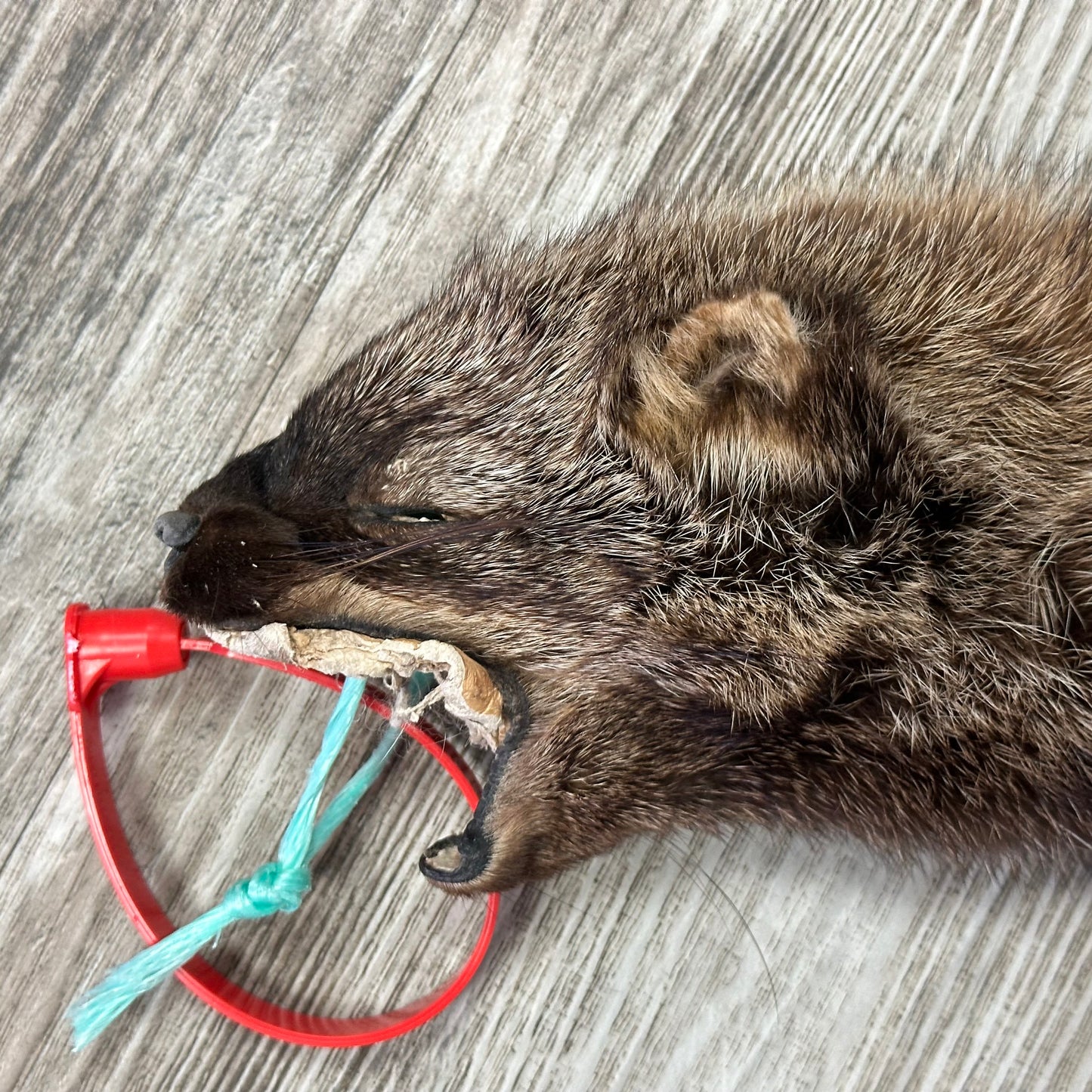 Peau - Pekan #0001159