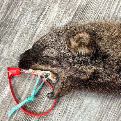 Peau - Pekan #0001159