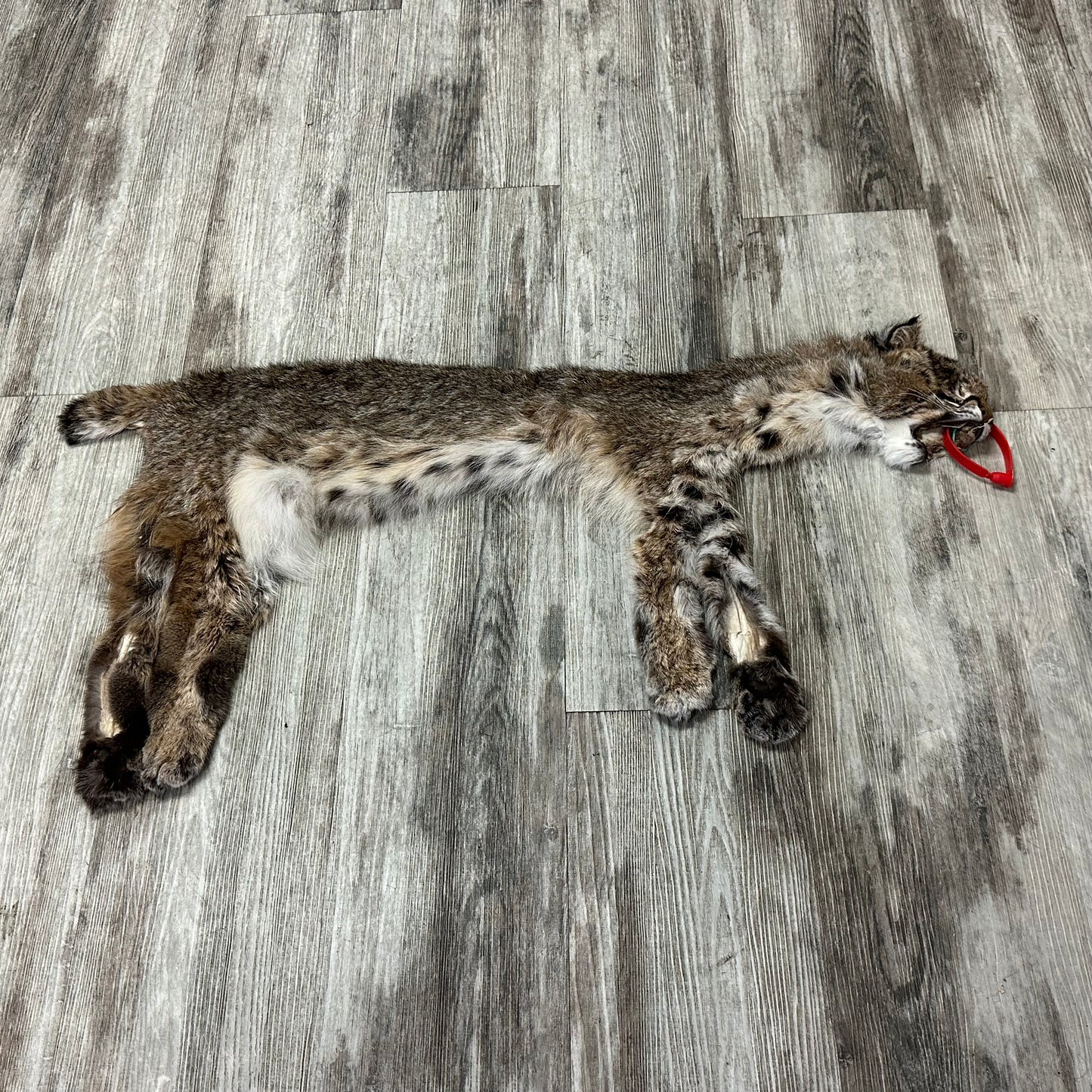 Dressed Skin - Bobcat #0001182