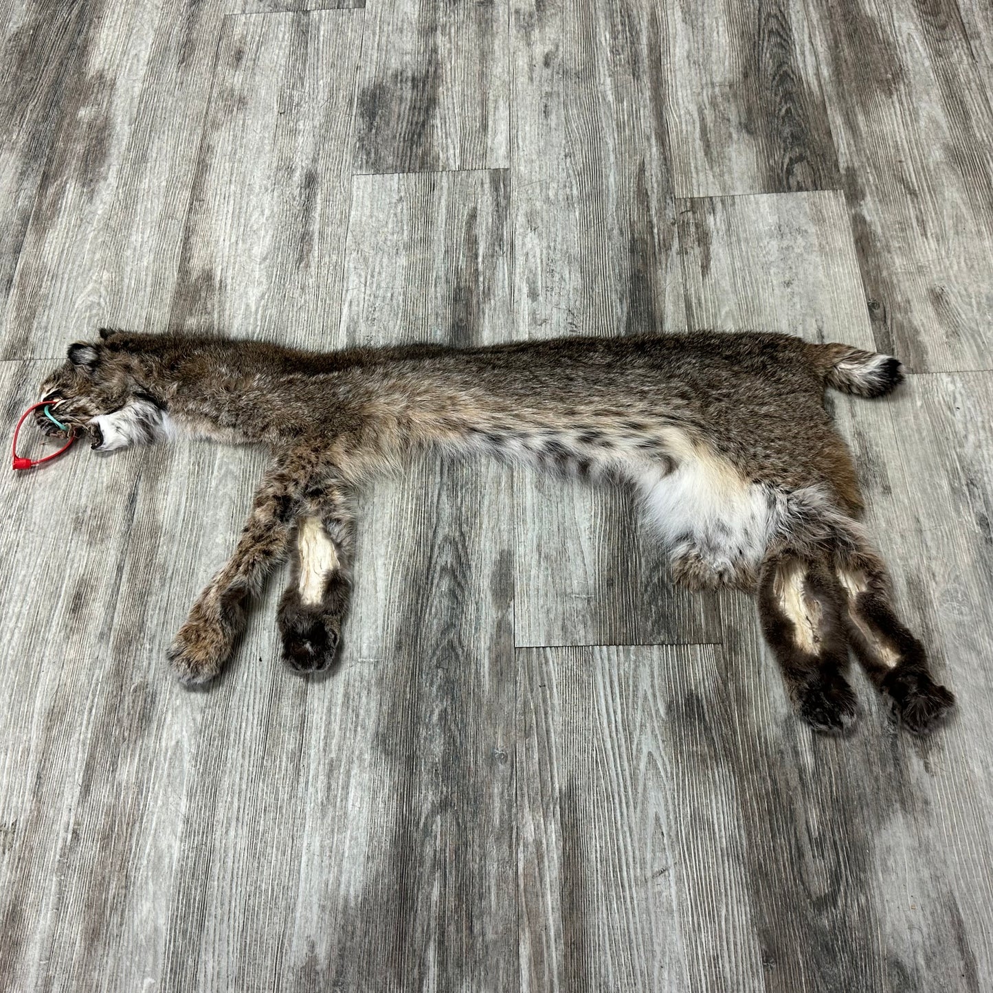 Dressed Skin - Bobcat #0001182