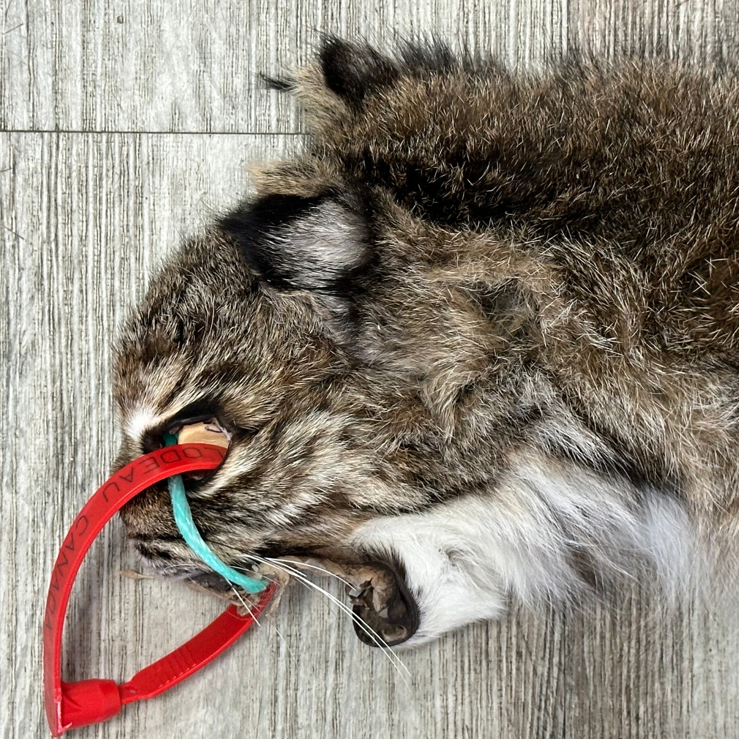 Dressed Skin - Bobcat #0001182