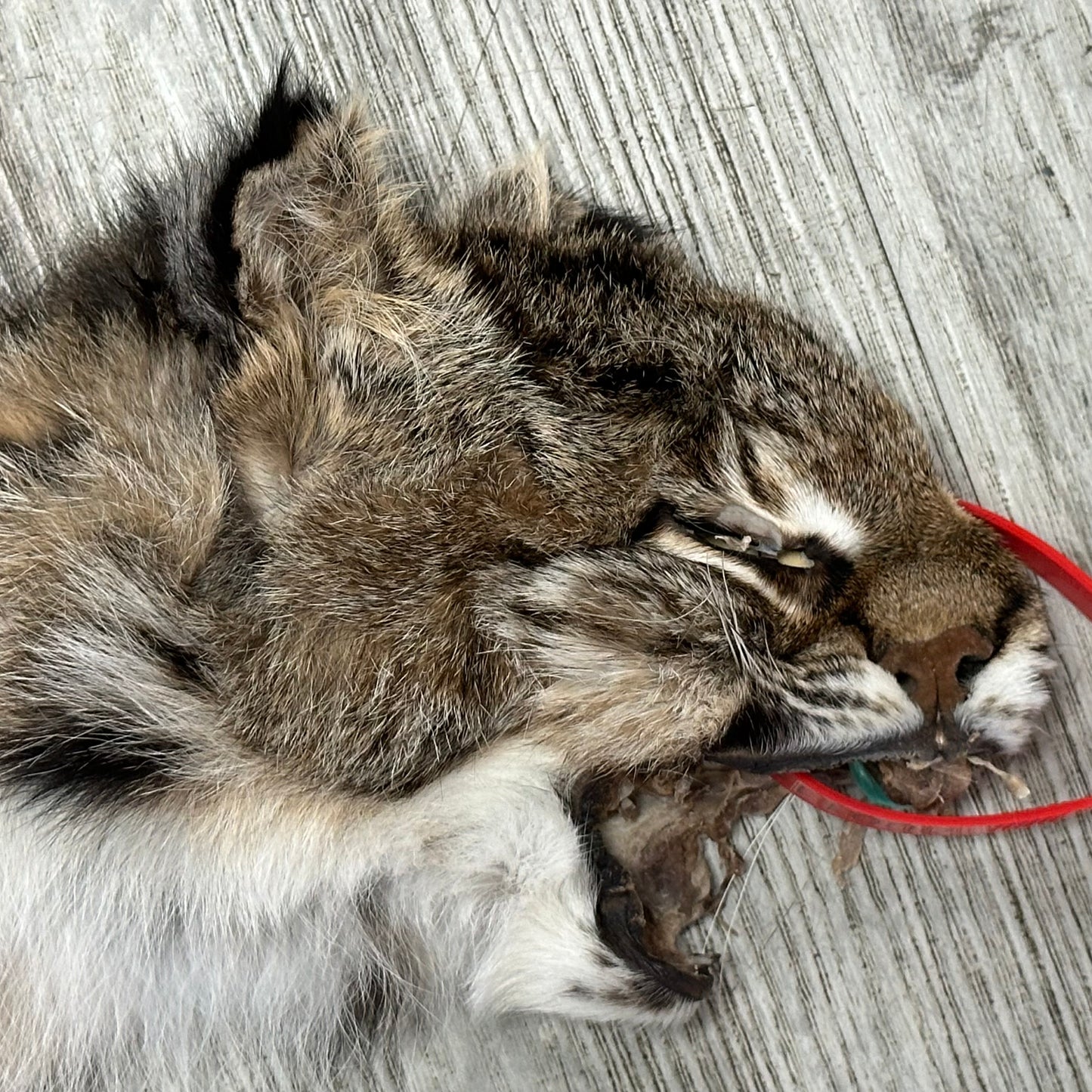Dressed Skin - Bobcat #0001182