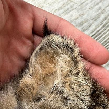 Dressed Skin - Bobcat #0001182