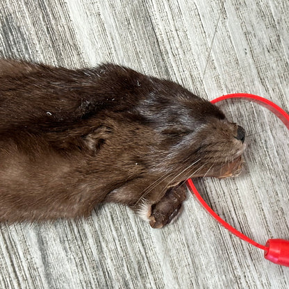 Dressed skin - Mink #0001184