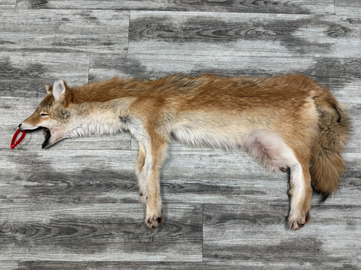 Peau - Coyote #0001451