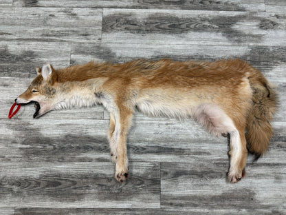 Peau - Coyote #0001451