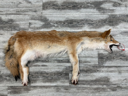 Peau - Coyote #0001451