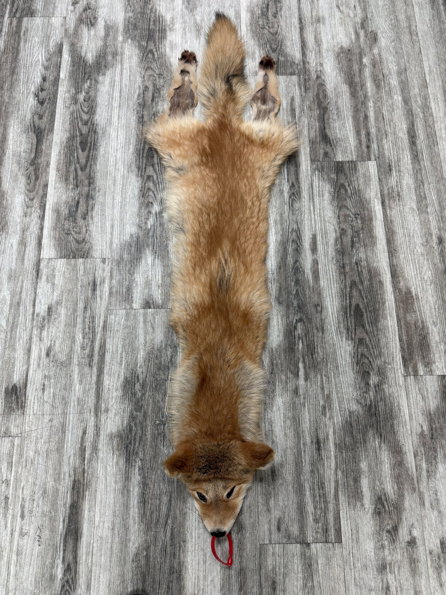 Peau - Coyote #0001451