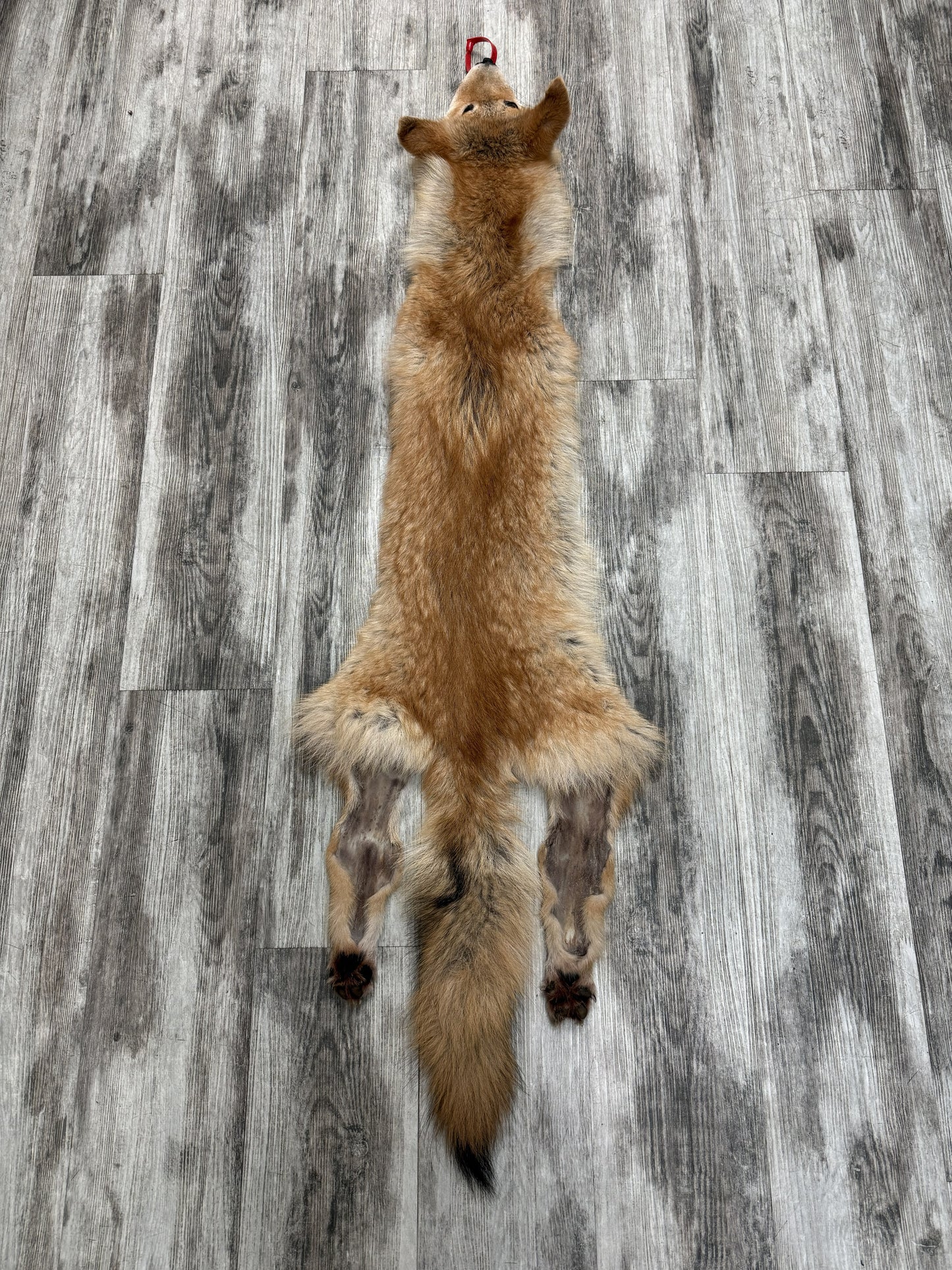 Peau - Coyote #0001451