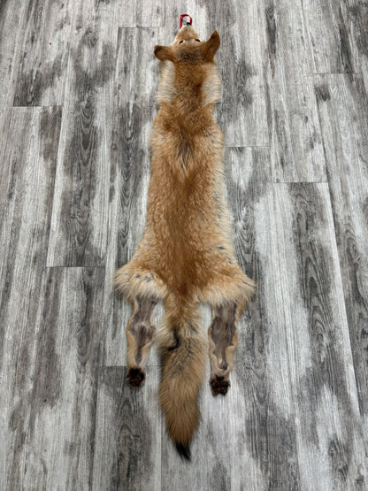 Peau - Coyote #0001451
