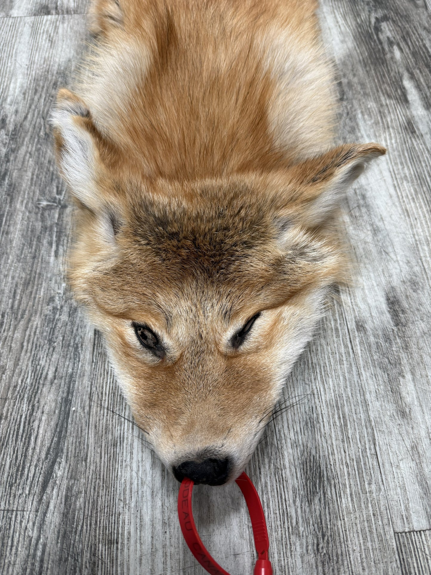 Peau - Coyote #0001451