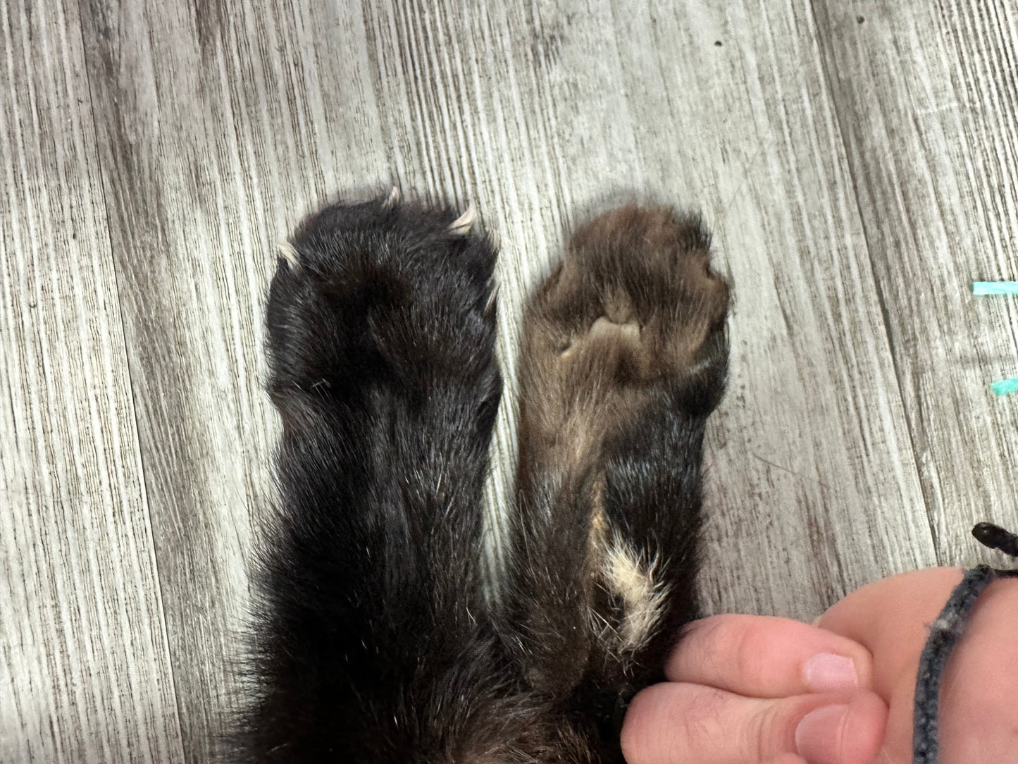 Peau - Pekan #0000938