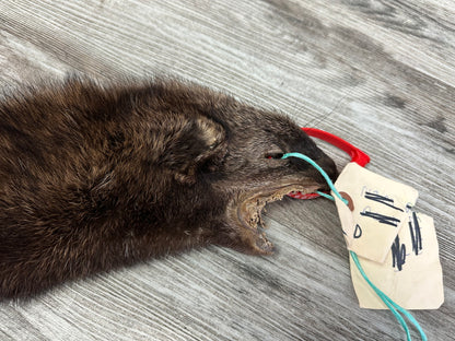 Peau - Pekan #0000938