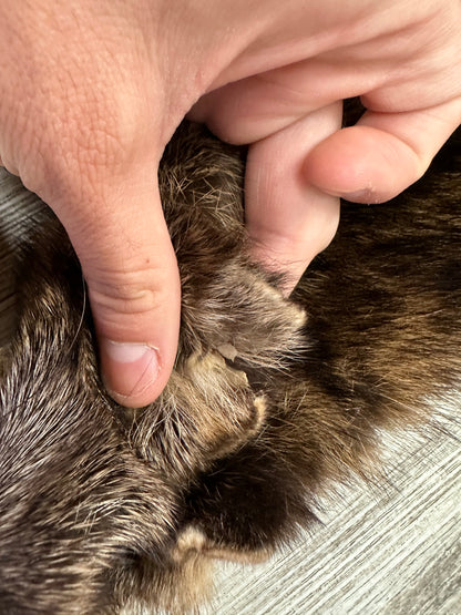 Peau - Pekan #0000938