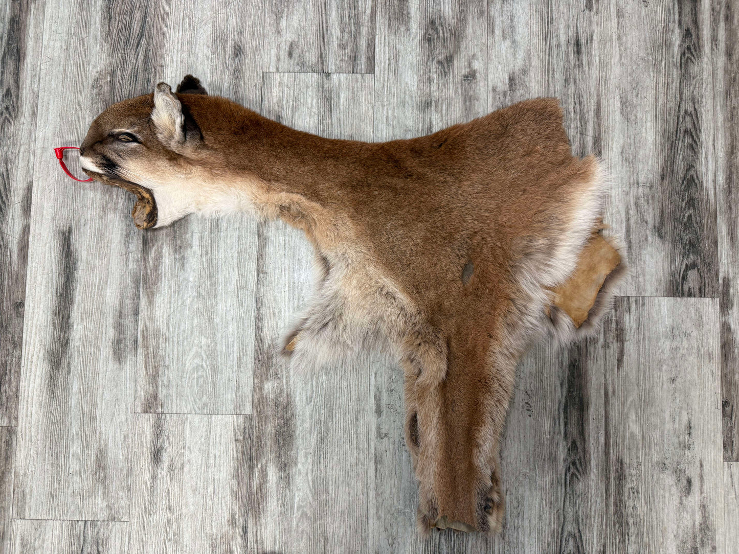 Dressed Skin - Cougar #0001135