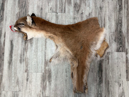 Dressed Skin - Cougar #0001135