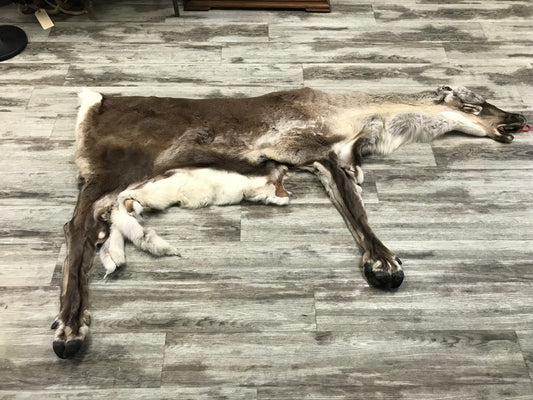 PEAU - CARIBOU #02119