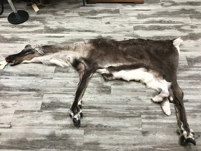 PEAU - CARIBOU #02118