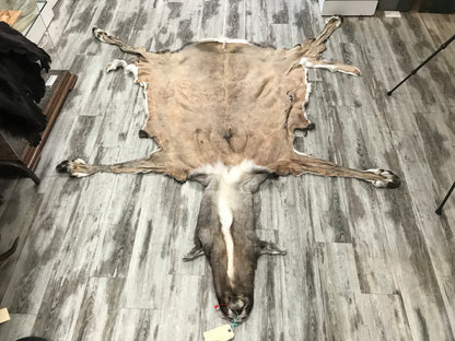 PEAU - CARIBOU #02118