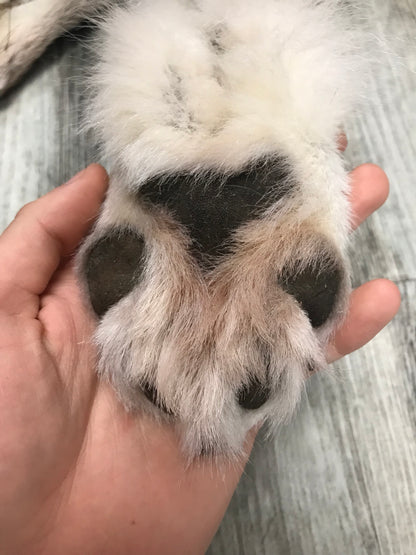 Peau - Loup Arctique #0000799