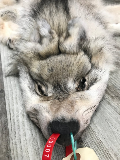 Peau - Loup Arctique #0000799